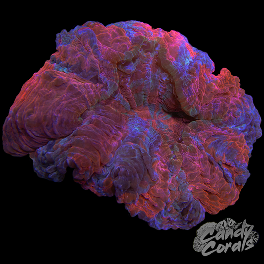 Ultra Rainbow Acanthophyllia WYSIWYG 30