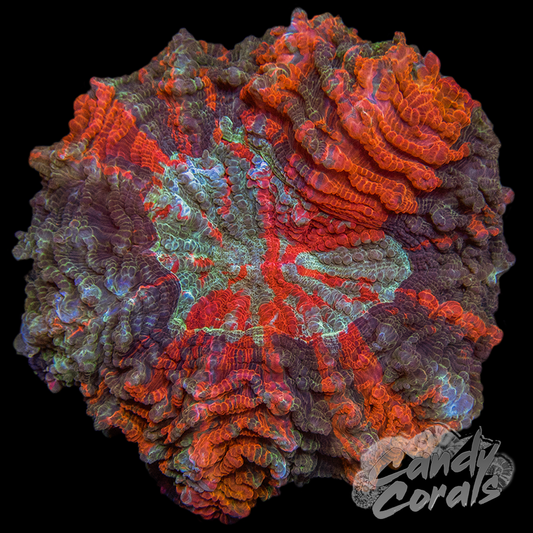 Ultra Rainbow Acanthophyllia WYSIWYG 73