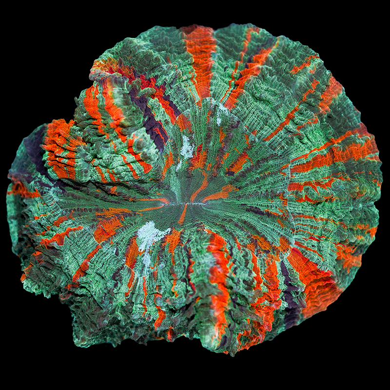 Rainbow Acanthophyllia WYSIWYG 118