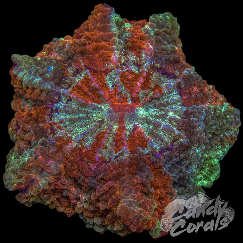 Ultra Rainbow Acanthophyllia WYSIWYG 74