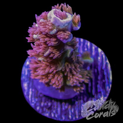 TSA Unity Acropora Sp. Frag