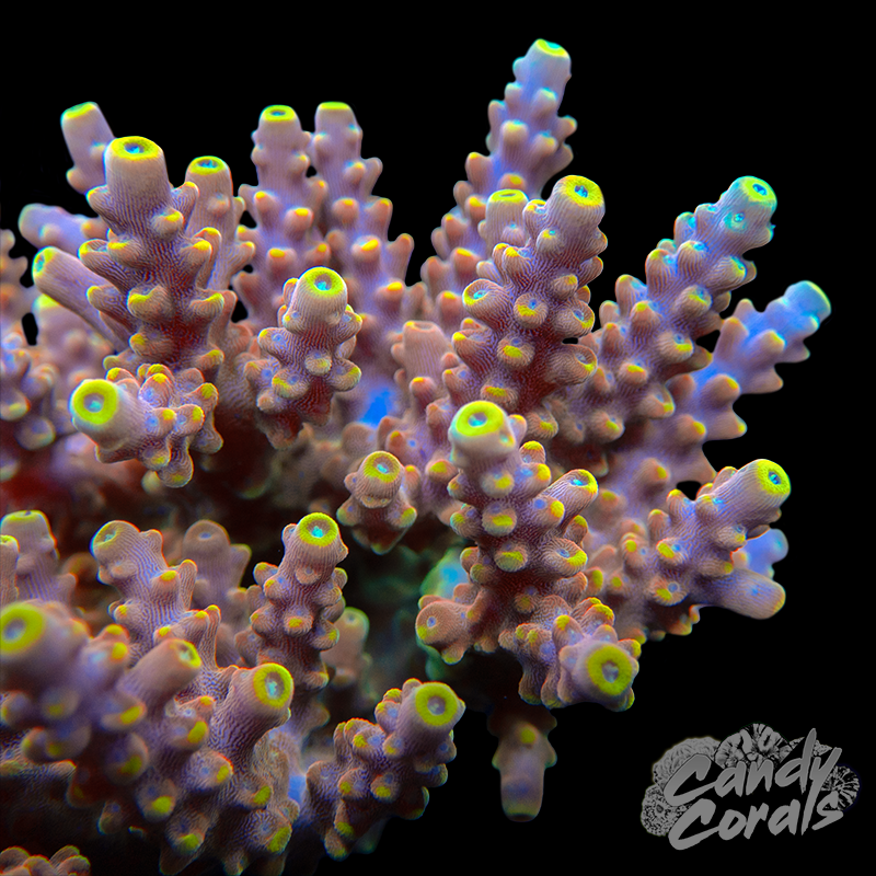 Bali Shortcake Acropora Sp. Frag A52