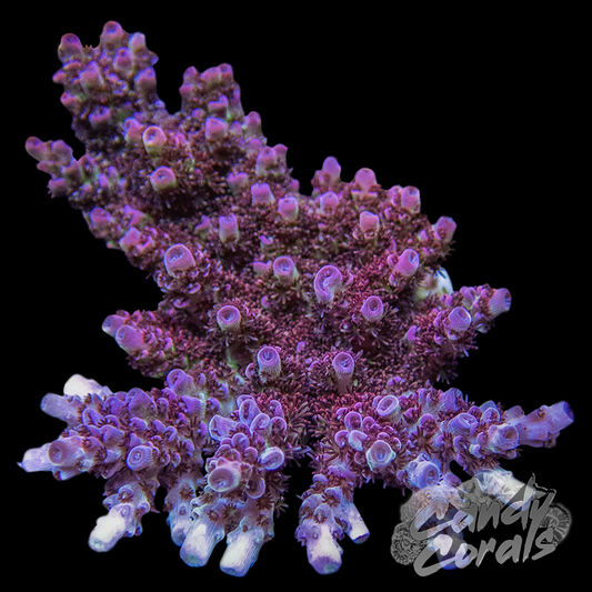 Acropora Sp. WYSIWYG 6