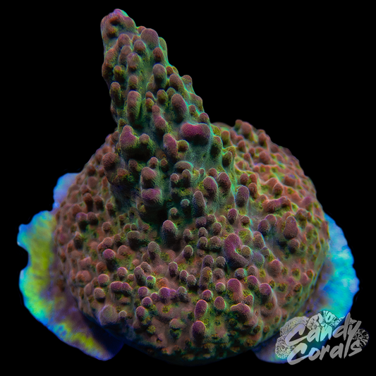 Tick Tock Acro Sp. WYSIWYG 1