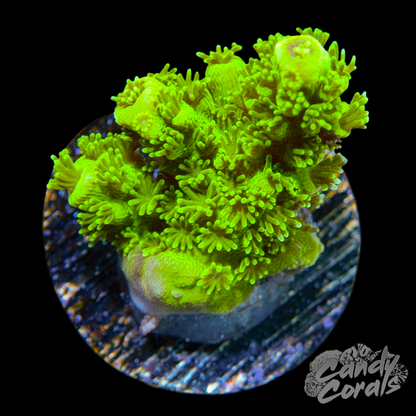 TSA Margaritaville Acropora Sp. Frag A45