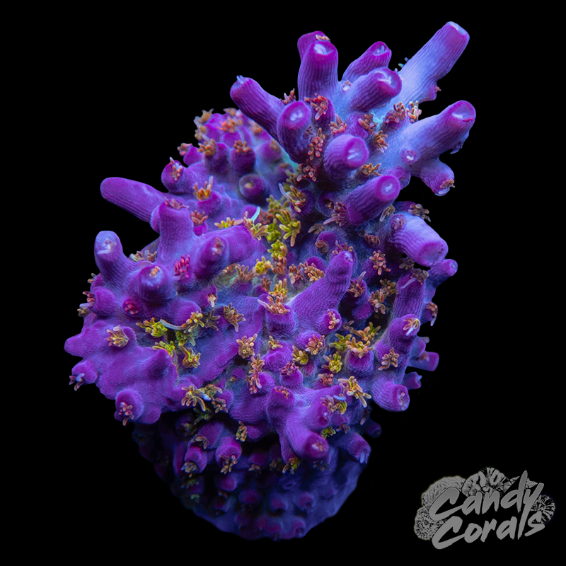 Vivid's Confetti Acropora Sp. A49