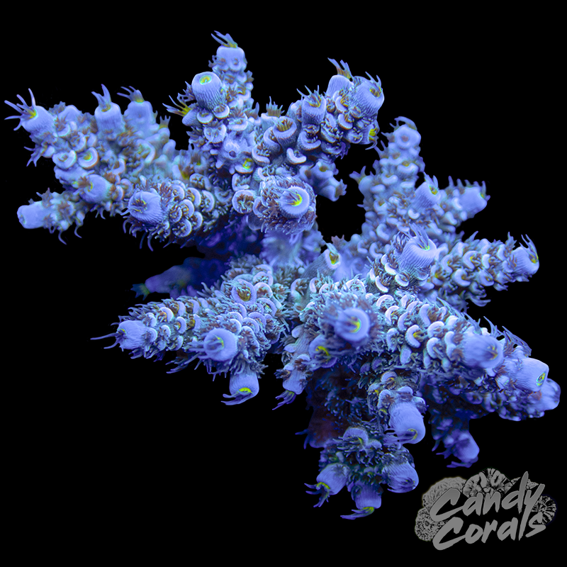 Acropora Tenuis WYSIWYG 24