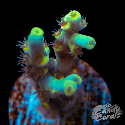 Dragonball Z Acropora Speciosa Frag A89