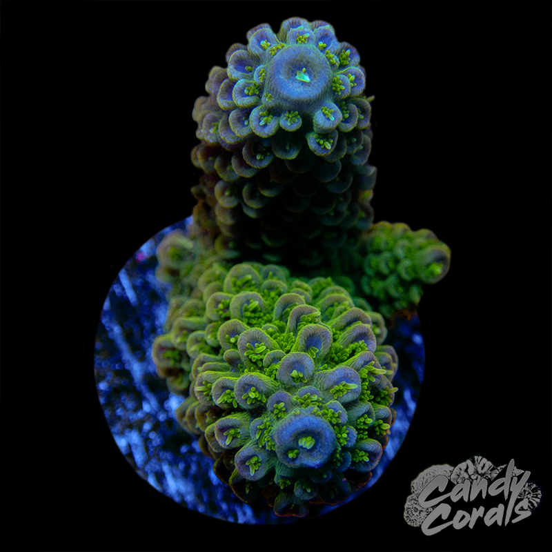 Acropora Aspera WYSIWYG 44