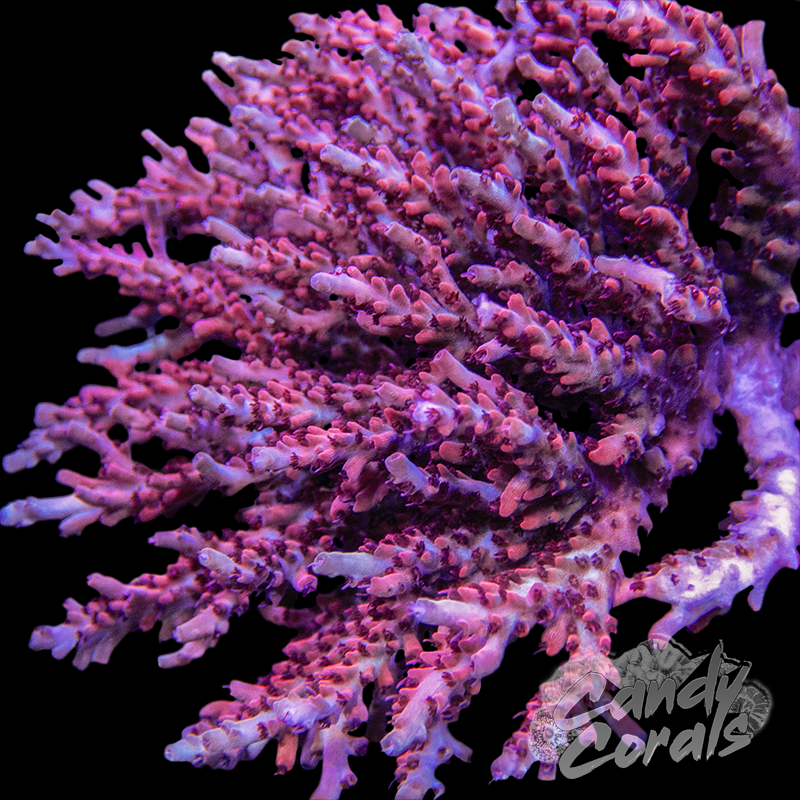 CB Maleficent Acropora Sp. Frag A28