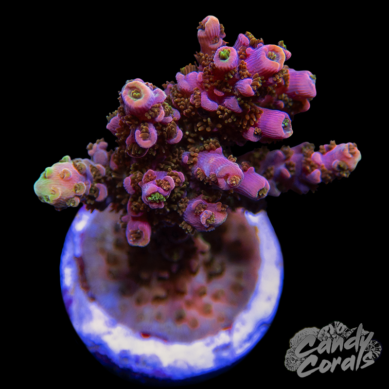 TSA Bill Murray Acropora Sp. Frag A82