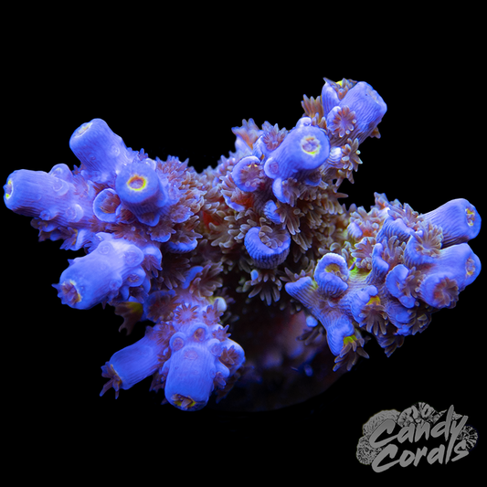 JF Jolt Acropora Frag A29
