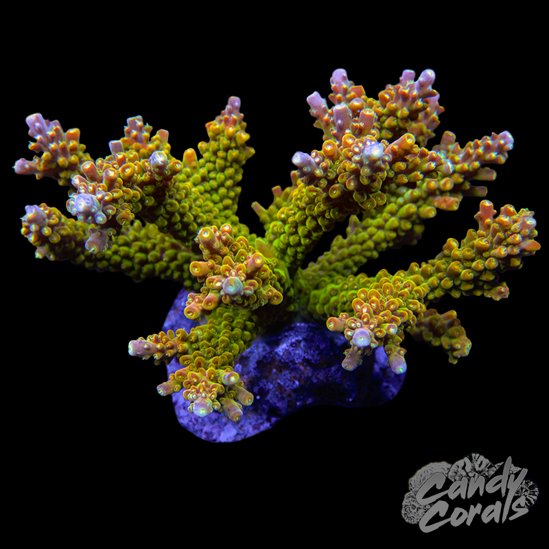 Acropora Sp. Colony WYSIWYG 13