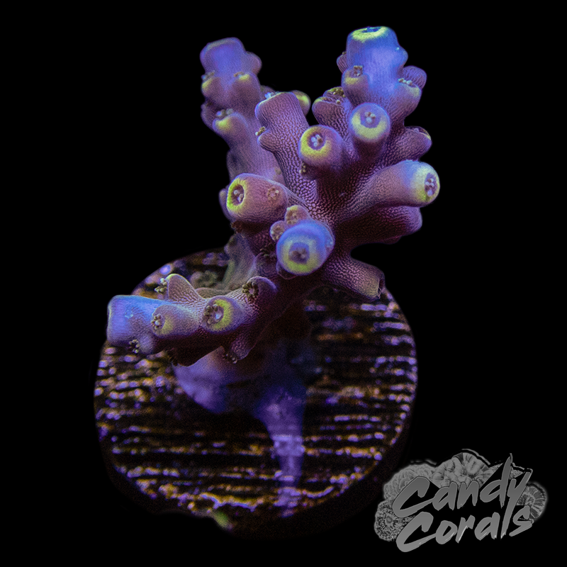 TSA Bollywood Acropora Sp. Frag A15