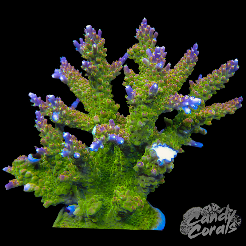 Acropora Sp. Colony WYSIWYG 99