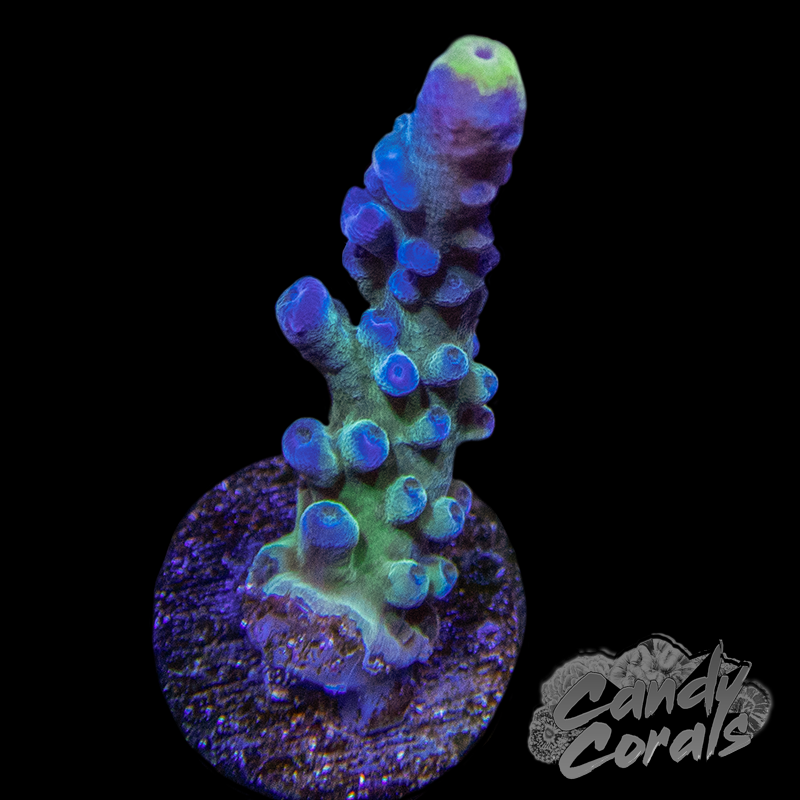 WWC Yellow Tip Acropora Sp. Frag A6