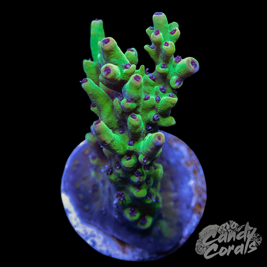 Ultra Strawberry Shortcake Acropora WYSIWYG 1