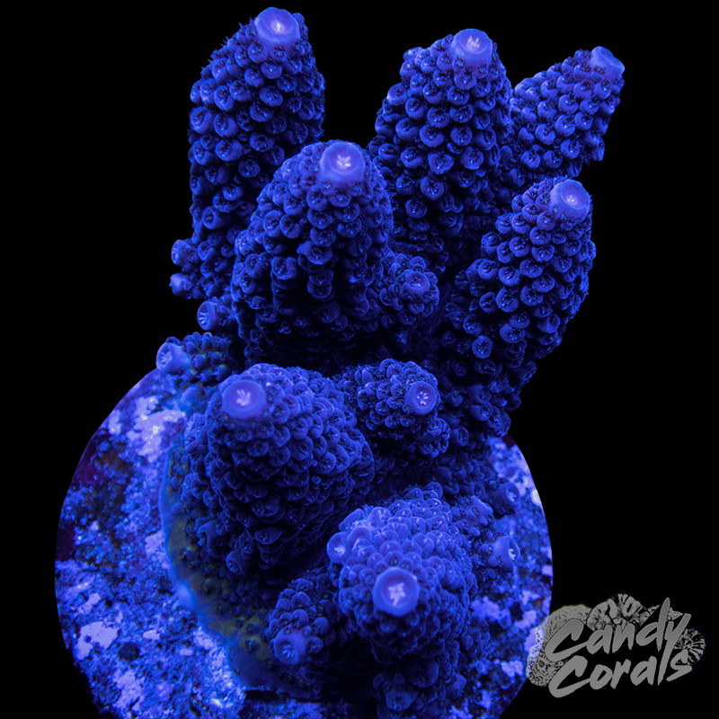 Acropora Sp. Colony WYSIWYG 88