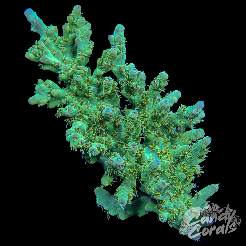 Small Acropora Sp. Colony WYSIWYG 5