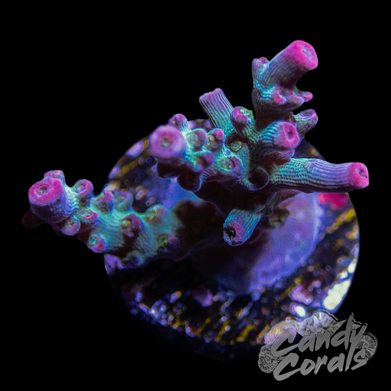 Victorias Secret Acropora Sp. Frag A5