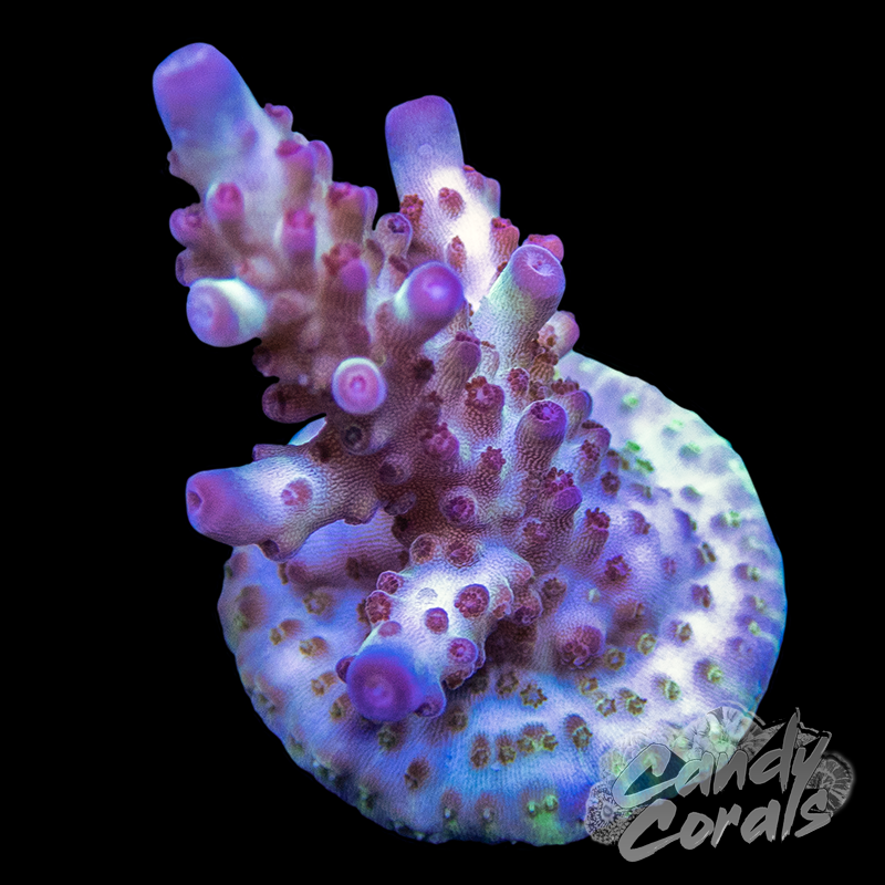 Vivid's Rainbow Delight Acropora Sp. Frag A1