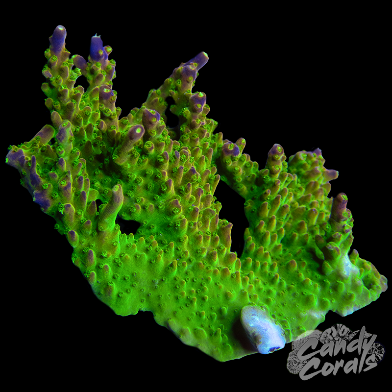 Rainbow Loom Acropora Sp. Colony WYSIWYG 87