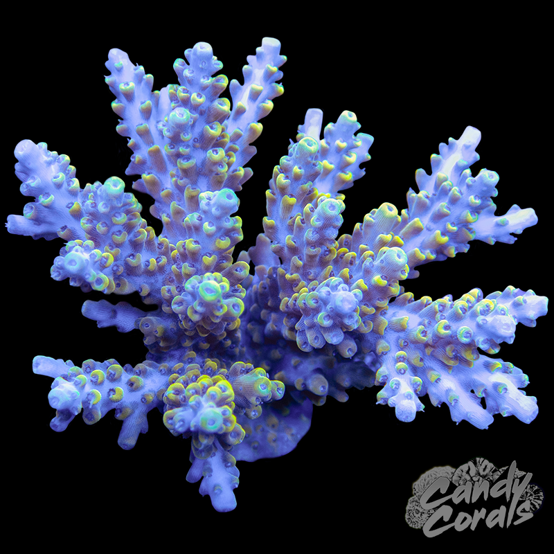 Acropora Sp. Colony WYSIWYG 92