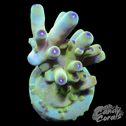 TSA Holy Diver Acropora Sp. Frag A10