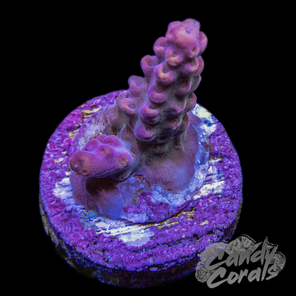 Passion Fruit Acropora Frags