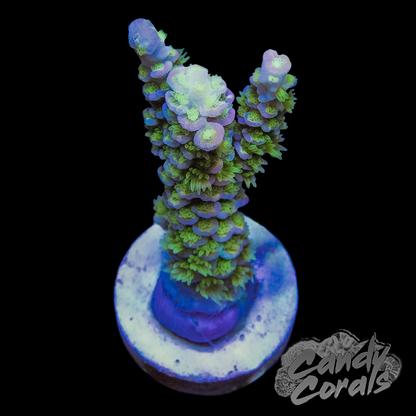 RR Rubiks Acropora Sp. Frag