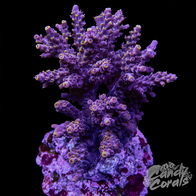 Acropora Sp. Colony WYSIWYG 24