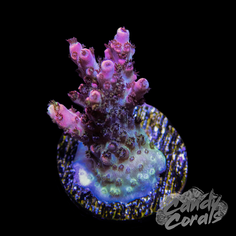 TSA Four Loko Acropora Sp. Frag A30