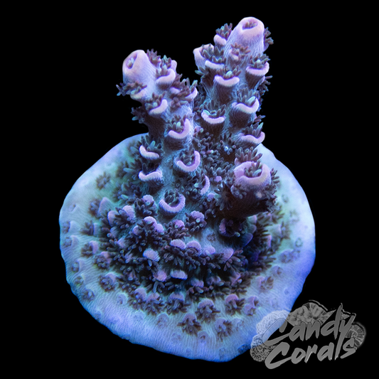 TSA Day Dream Acropora Sp. Frag