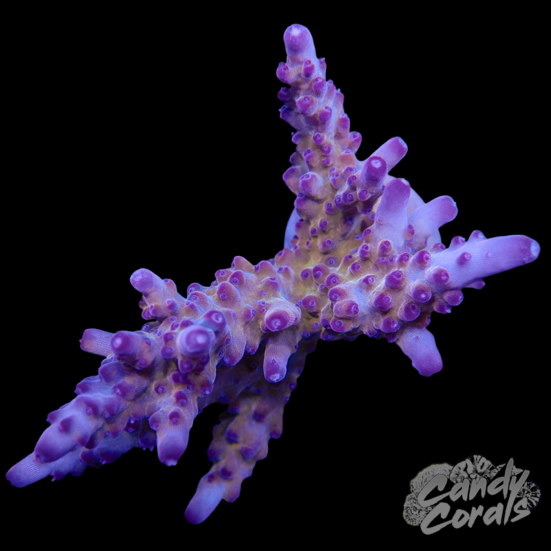 Twizzler Acropora Sp. WYSIWYG 26