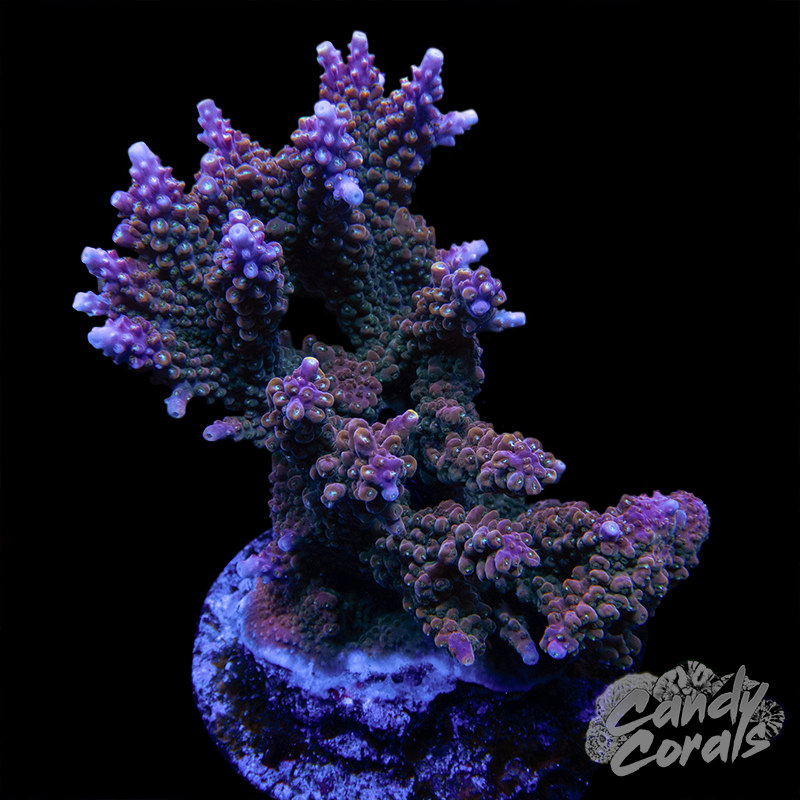 Acropora Sp. Colony WYSIWYG 52