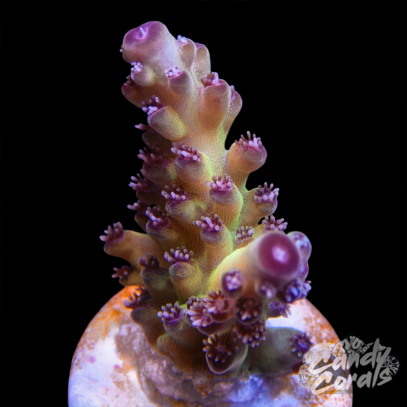 Avenger Acropora Sp. Frag A75