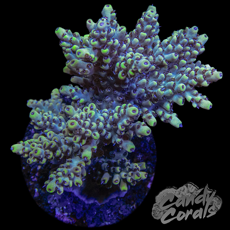 Small Acropora Sp. Colony WYSIWYG