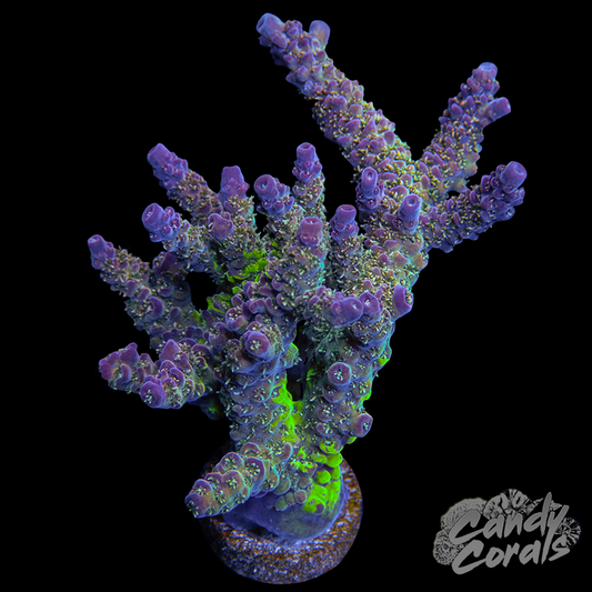 Unorthodox Grafted Acropora Millepora WYSIWYG 3