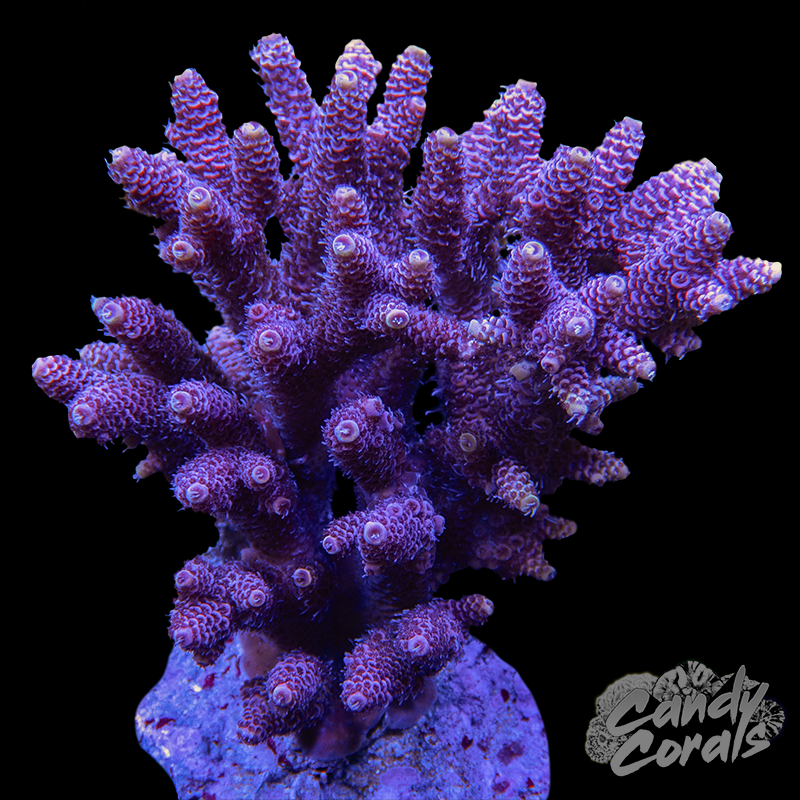 Acropora Sp. Colony WYSIWYG 9