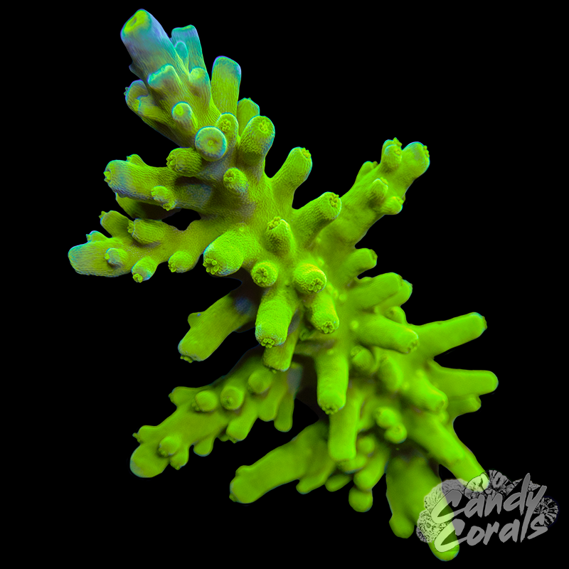 Green Tort Acropora Tortuosa WYSIWYG 4