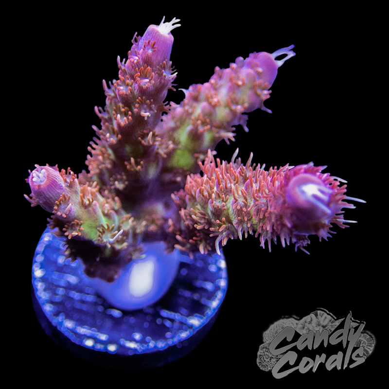 Princess Peach Acropora Sp. Frag A34