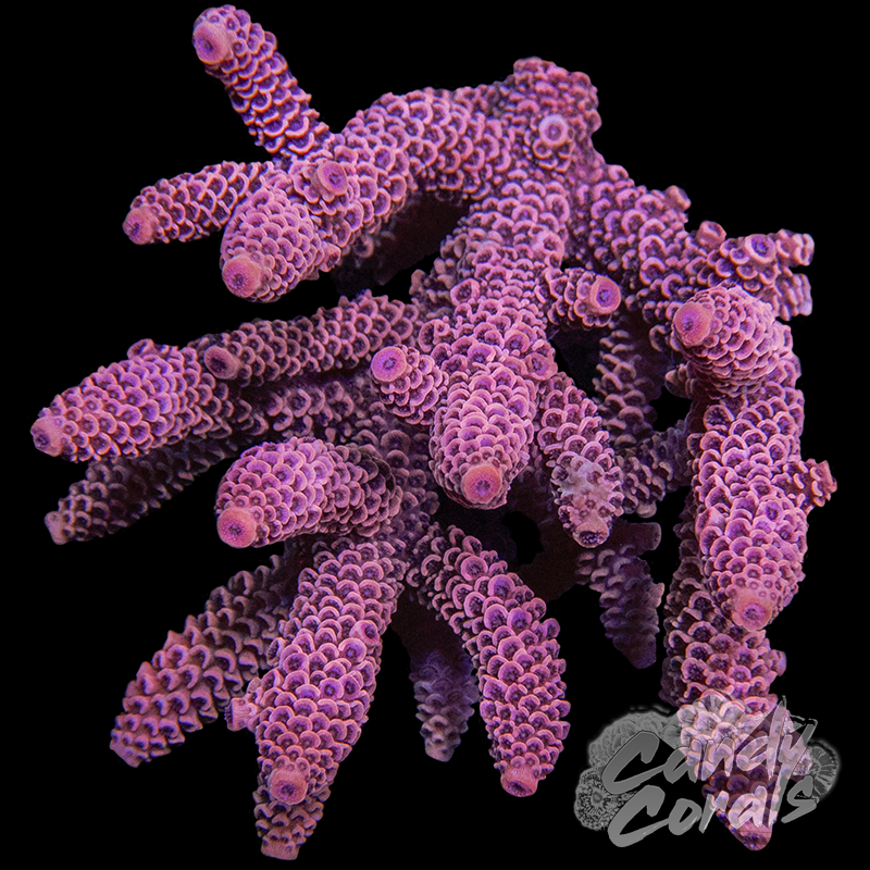 Pink Acropora Spathulata Colony