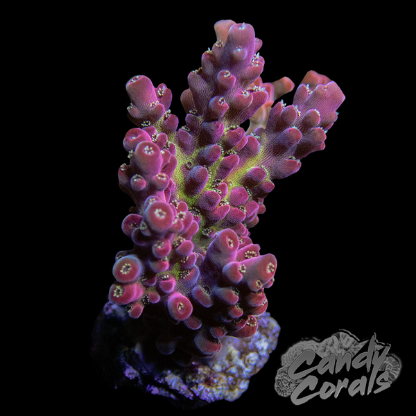 Cherry Blossom Acropora Sp. Frag – Candy Corals