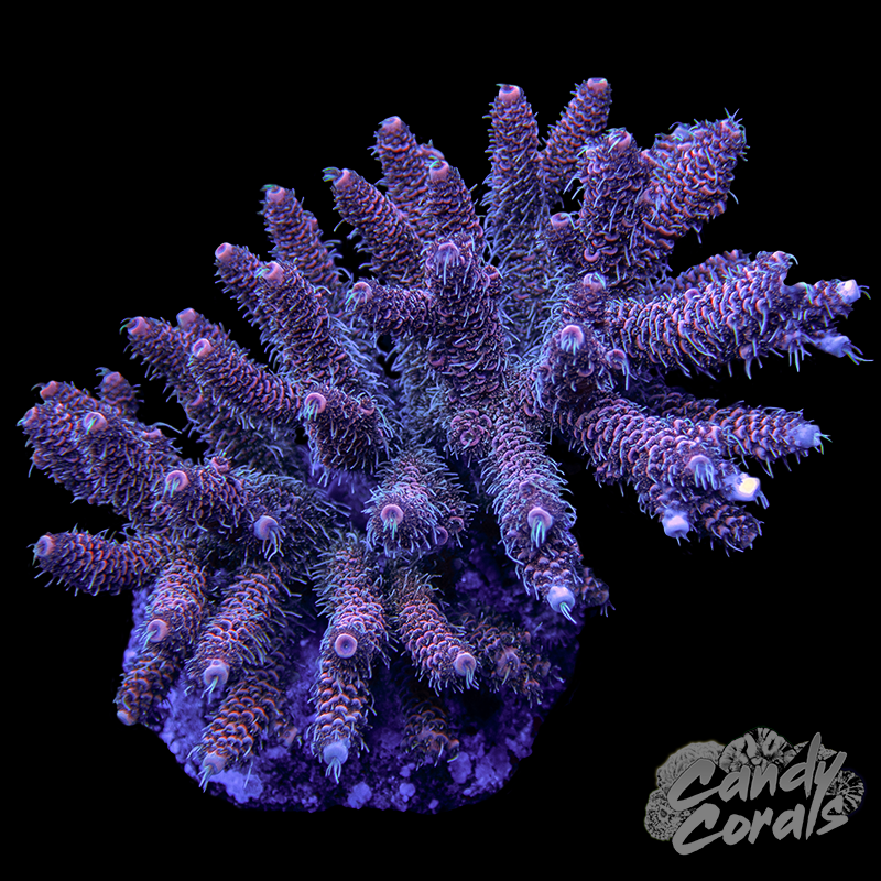 Acropora Sp. Colony WYSIWYG 23