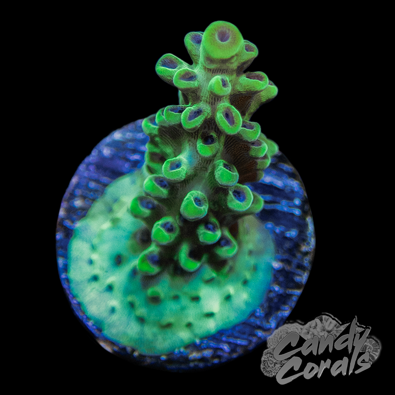 Laura's Purple Polyp Acropora Sp. Frag A66