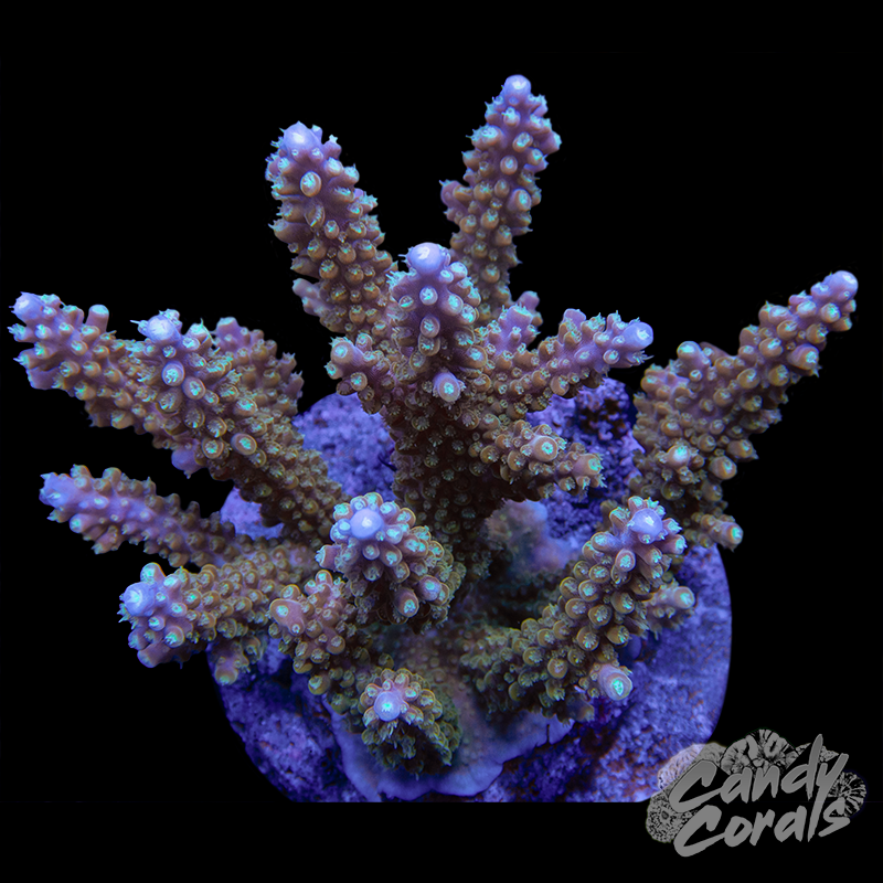 Acropora Sp. Colony WYSIWYG 26