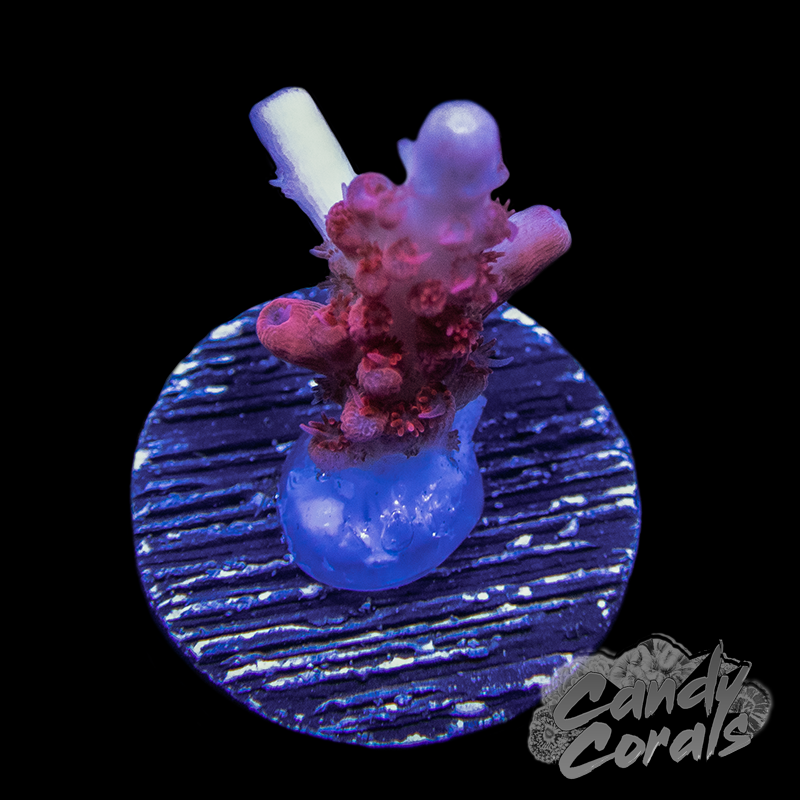 CB Maleficent Acropora Sp. Frag A28