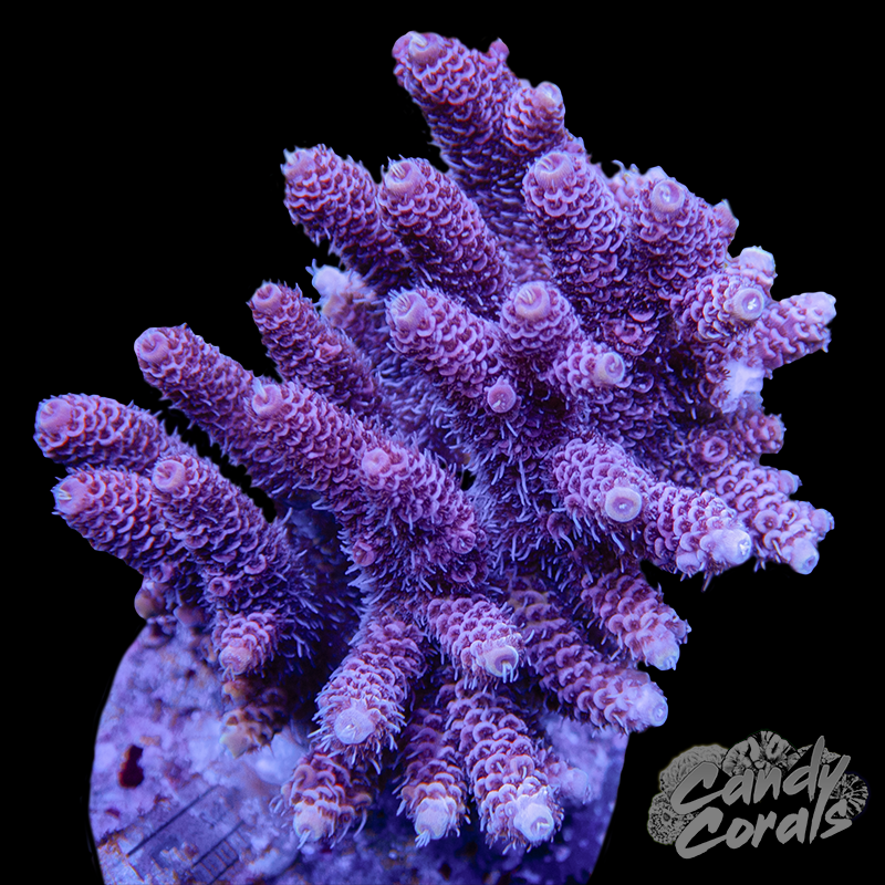 Acropora Sp. Colony WYSIWYG 14