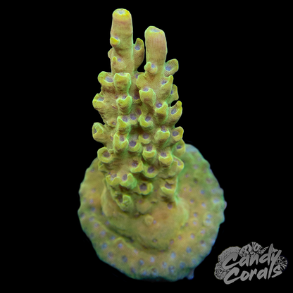 TSA  Harvey Wallbanger Acropora Sp. Frag A21