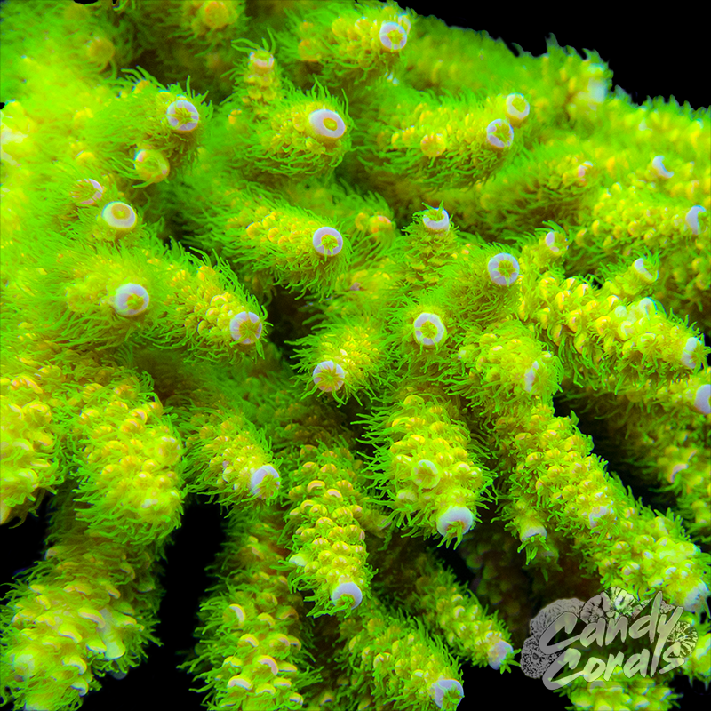 Peter Pan Acropora Tenuis Frag A8